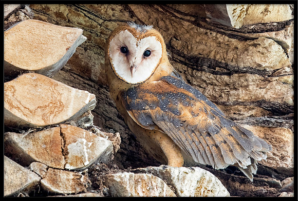Barn Owl Baby