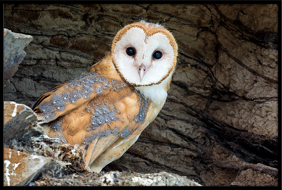 Barn Owl Baby