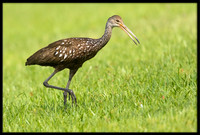 Limpkin