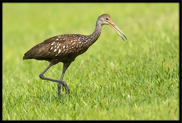 Limpkin