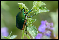 Figeater Beetle