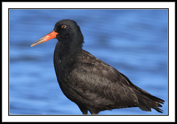 Black Oystercatcher