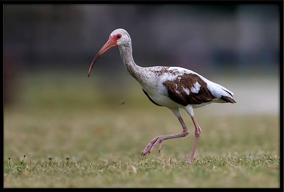 White Ibis (Juvi)