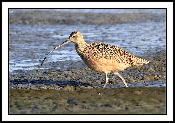 Long-billed Curlew