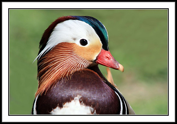 Mandarin Duck