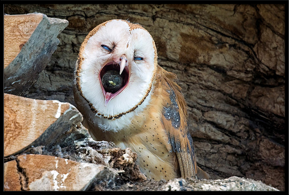 Barn Owl Baby Coughing Up Pellet (1 of 4)
