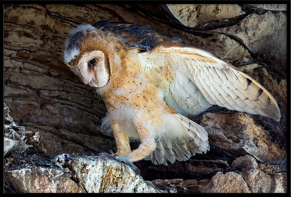 Barn Owl Baby