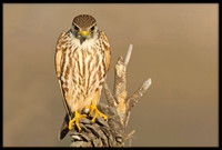 Merlin