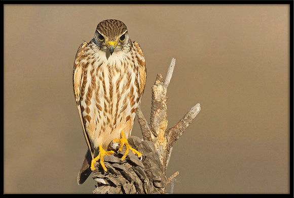 Merlin