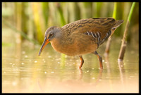 Virginia Rails