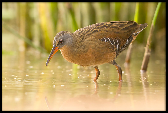 Virginia Rail