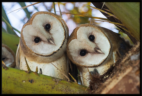 Barn Owl Fledglings