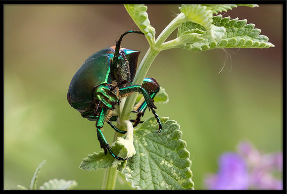 Figeater Beetle