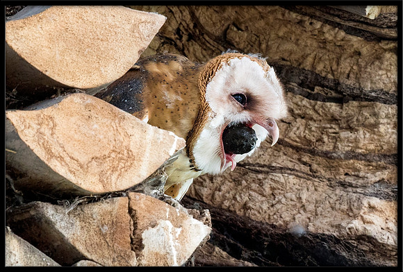 Barn Owl Baby Coughing Up Pellet (2 of 4)