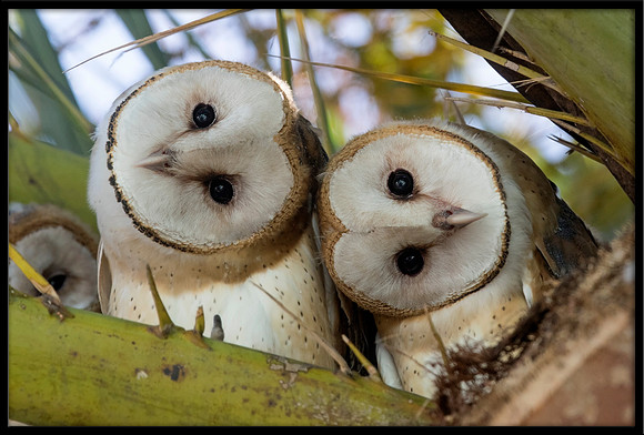 Barn Owl Fledglings
