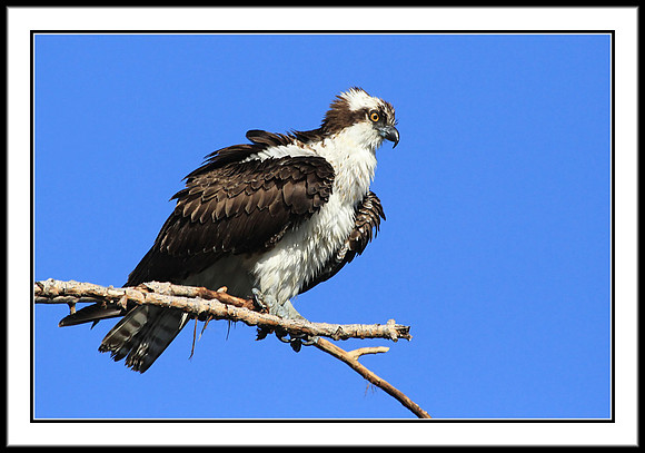 Osprey