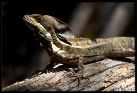 Lizards