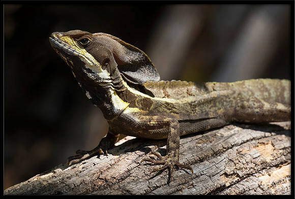 Brown Basilisk