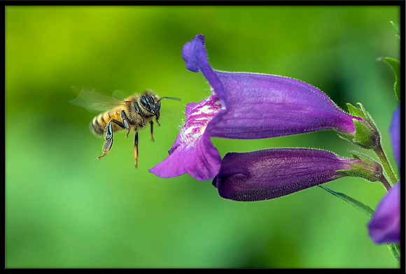 Honey Bee