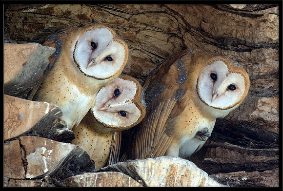 Barn Owl Babies