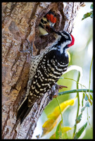 Nuttal's Woodpecker Feeding Chick