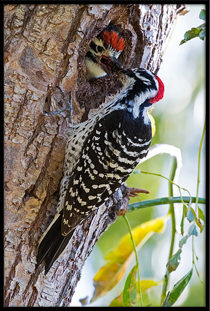Nuttal's Woodpecker Feeding Chick