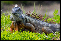 Green Iguana