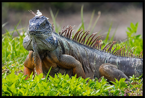 Green Iguana