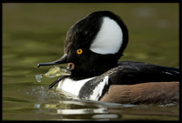 Hooded Merganser with sushi