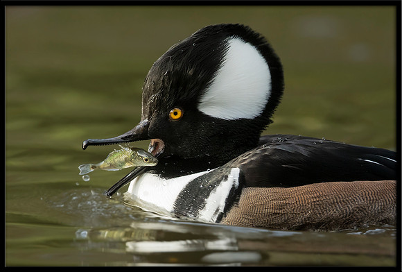 Hooded Merganser with sushi