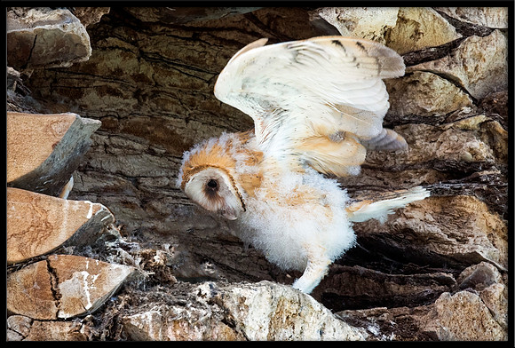 Barn Owl Baby