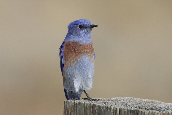 Western Bluebird