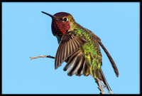 Anna's Hummingbird