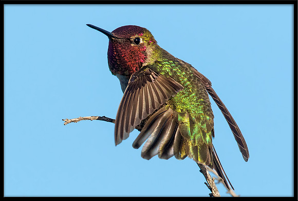 Anna's Hummingbird