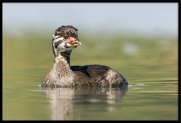 Pied-billed Grebe