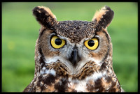 Great Horned Owl