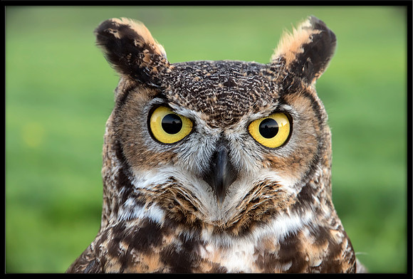 Great Horned Owl