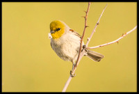 Verdin