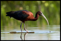 Glossy Ibis