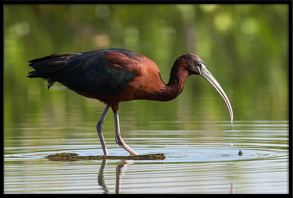 Glossy Ibis