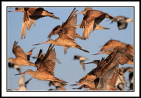 Godwits Take Flight