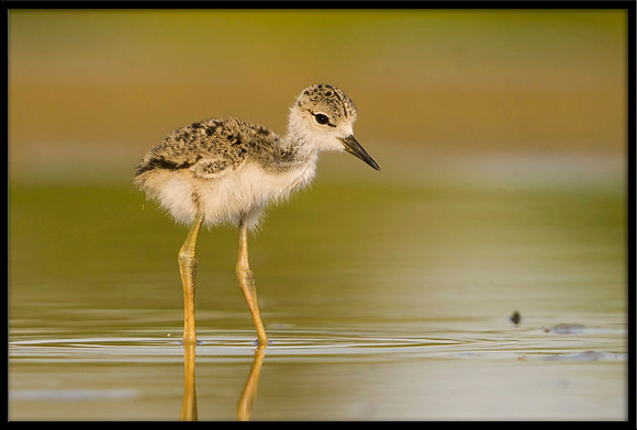 Black-necked Stilt chick
