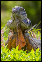 Green Iguana