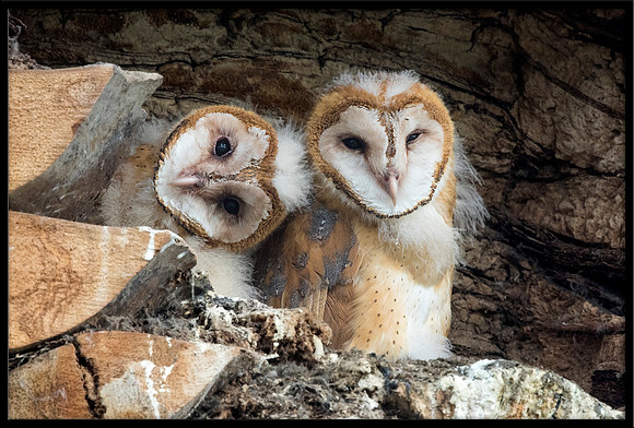 Barn Owl Babies