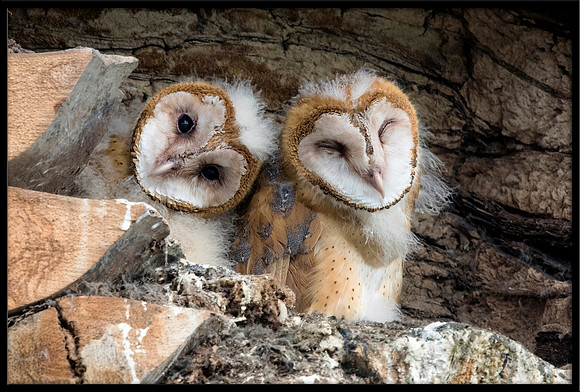 Barn Owl Babies