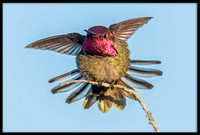 Anna's Hummingbird