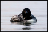 Common Loon