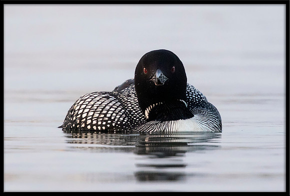 Common Loon