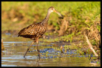 Limpkin