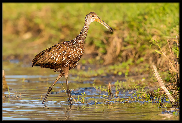 Limpkin